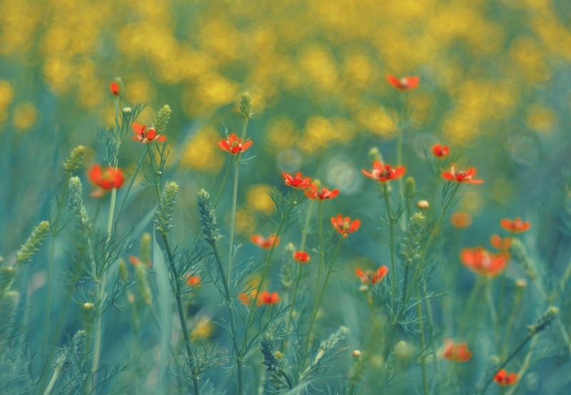 Garden Gurus Location